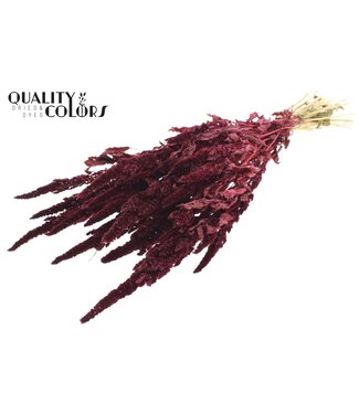 QC Amaranthus per bunch Burgundy ( x 6 )
