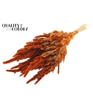 QC Amaranthus per bunch Orange ( x 6 )