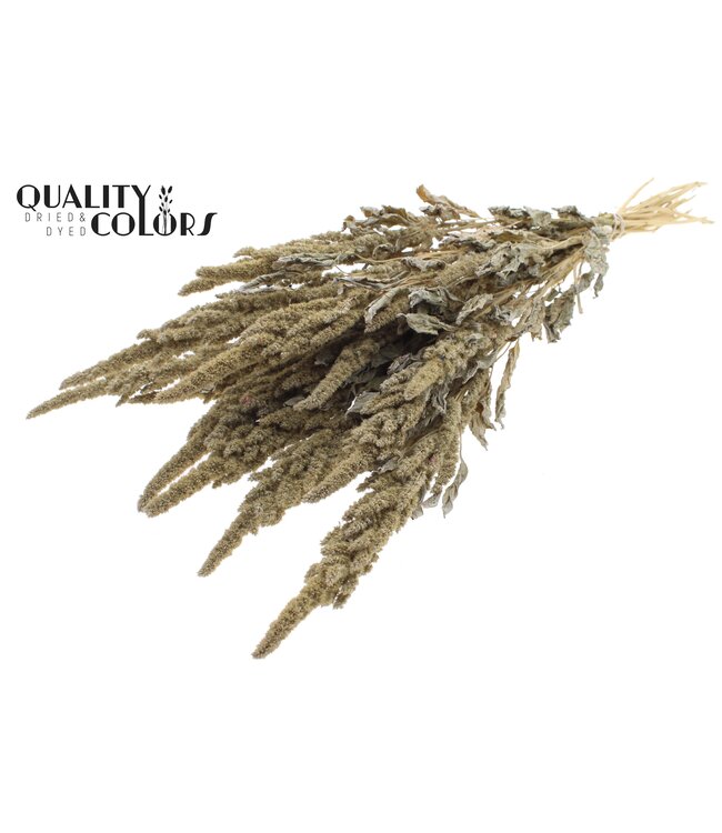 Amaranthus per bunch Frosted White ( x 6 )