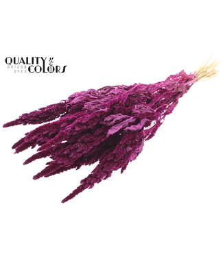 QC Amaranthus per bunch Lilac ( x 6 )