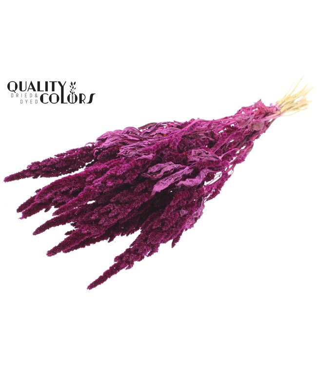 Amaranthus per bunch Lilac ( x 6 )