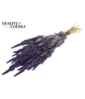 QC Amaranthus per bunch Frosted Milka ( x 6 )