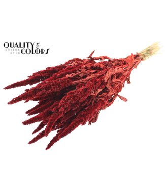 QC Amaranthus per bunch Red ( x 6 )