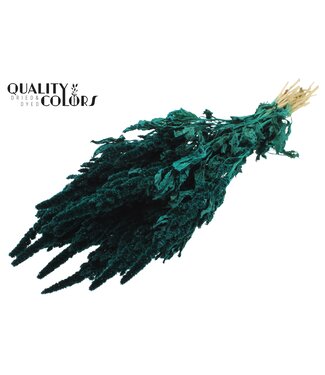 QC Amaranthus per bunch Turquoise ( x 6 )