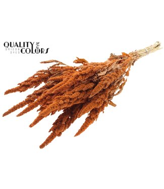 QC Amaranthus per bunch Frosted Salmon ( x 6 )