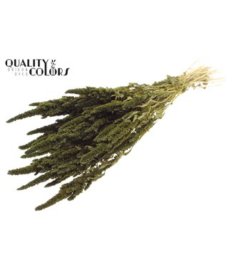 QC Amaranthus per bunch Olive ( x 6 )
