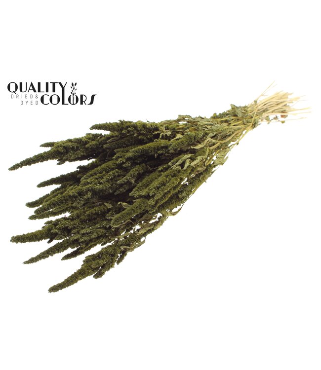 Amaranthus per bunch Olive ( x 6 )