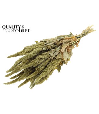 QC Amaranthus per bunch Natural Green ( x 6 )