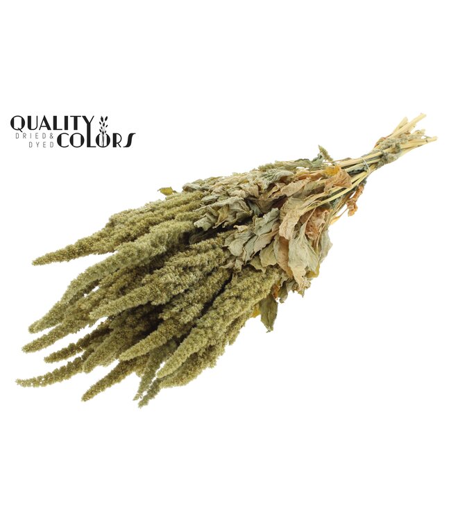 Amaranthus per bunch Natural Green ( x 6 )