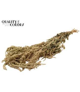 QC Hang Amaranthus ± 90cm p/bunch Natural ( x 6 )