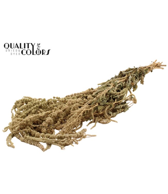 Hang Amaranthus ± 90cm p/bunch Natural ( x 6 )