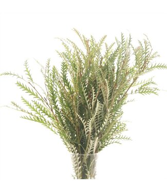 AD Grevillea Ivanhoe ( x 650 )