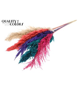 QC Pampas Grass 100cm 5st/bunch Colourful 4 ( x 10 )