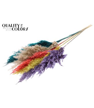 QC Pampas Grass 100cm 5st/bunch Colourful 5 ( x 10 )