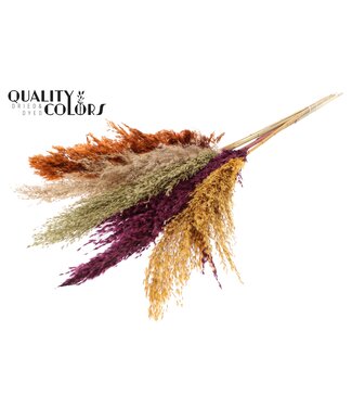 QC Pampas Grass 100cm 5st/bunch Pumpkin Spice Mix ( x 10 )