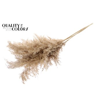 QC Pampas Grass 100cm 5st/bunch Natural ( x 10 )