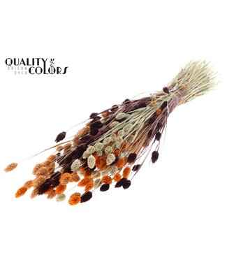 QC Phalaris per bunch colourful 3 ( x 6 )