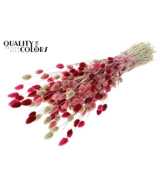 QC Phalaris per bunch Lady Mix ( x 6 )