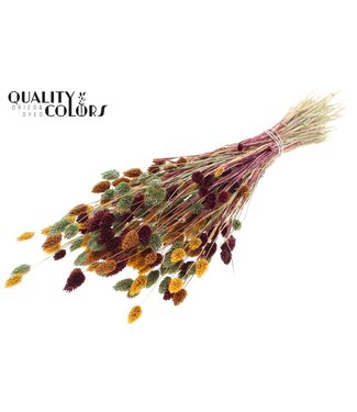 QC Phalaris per bunch Pumpkin Spice Mix ( x 6 )