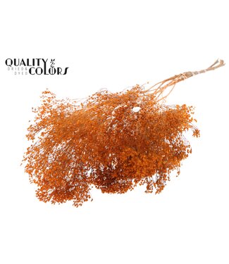 QC Broom Bloom p/bunch in poly Orange ( x 6 )