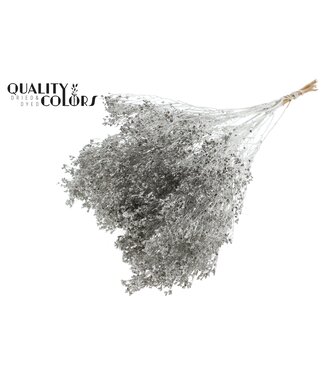 QC Broom Bloom p/bunch in poly Platina ( x 6 )