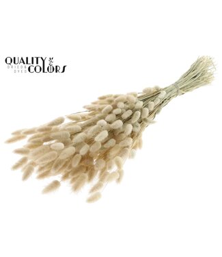 QC Lagurus per bunch Natural ( x 25 )