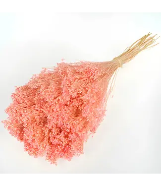 Casa Alegria Light pink Broom Bloom dried flowers | Length 45 - 55 centimetres | Per bunch