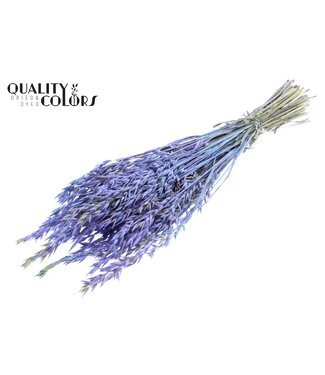 QC Avena per bunch Multicolour Light Blue ( x 6 )