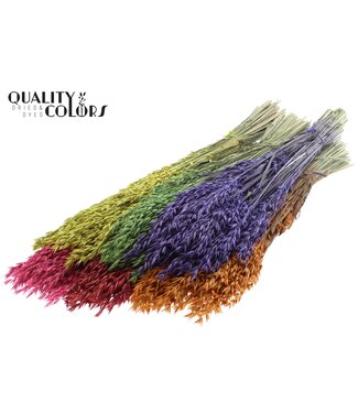 QC Avena per bunch Mixed Colours ( x 6 )