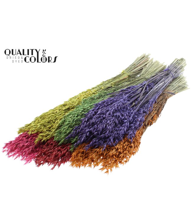 Avena per bunch Mixed Colours ( x 6 )
