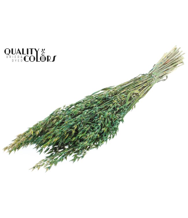 Avena per bunch Multicolour Green ( x 6 )