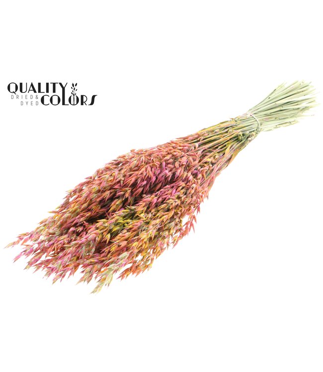 Avena per bunch Multicolour Cerise ( x 6 )