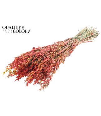 QC Avena per bunch Multicolour Red ( x 6 )