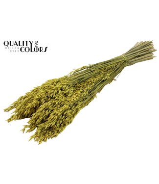 QC Avena per bunch Yellow ( x 6 )