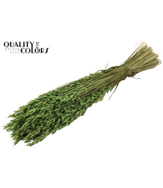 QC Avena per bunch Light Green ( x 25 )