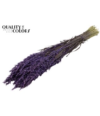 QC Avena per bunch Purple ( x 25 )