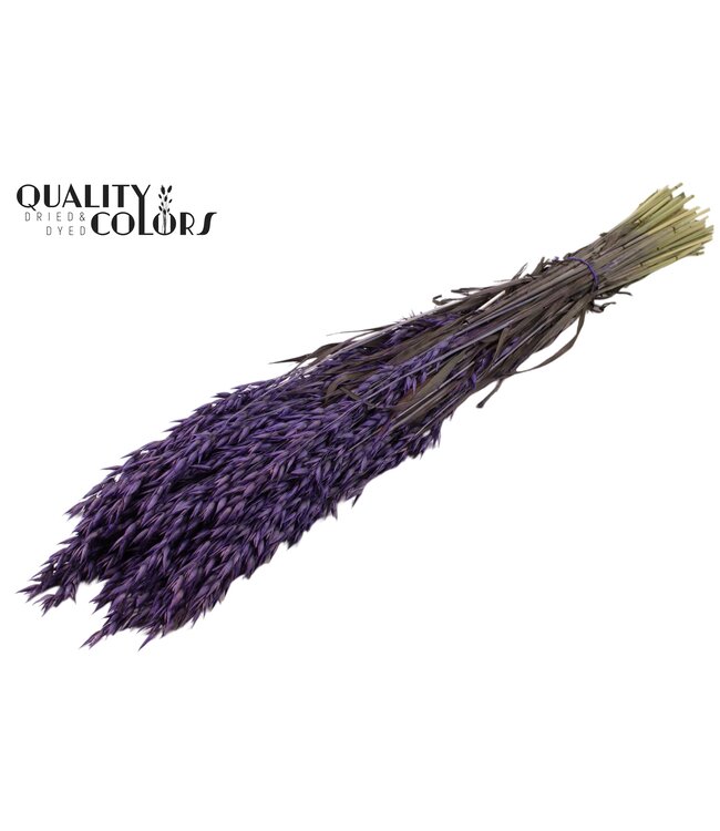 Avena per bunch Purple ( x 25 )