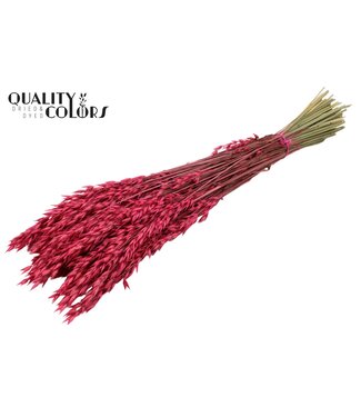 QC Avena per bunch Cerise ( x 25 )