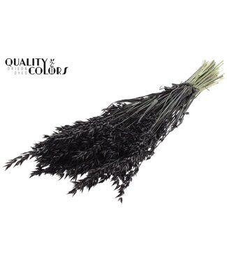 QC Avena per bunch Black ( x 25 )