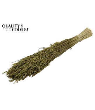 QC Avena per bunch Olive ( x 6 )