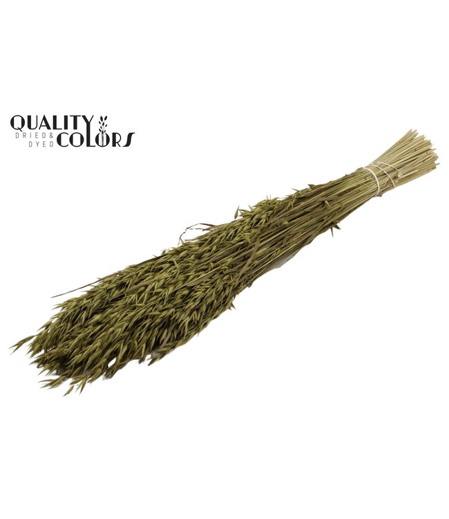 Avena per bunch Olive ( x 6 )