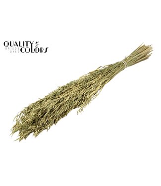 QC Avena per bunch Antique Green ( x 6 )