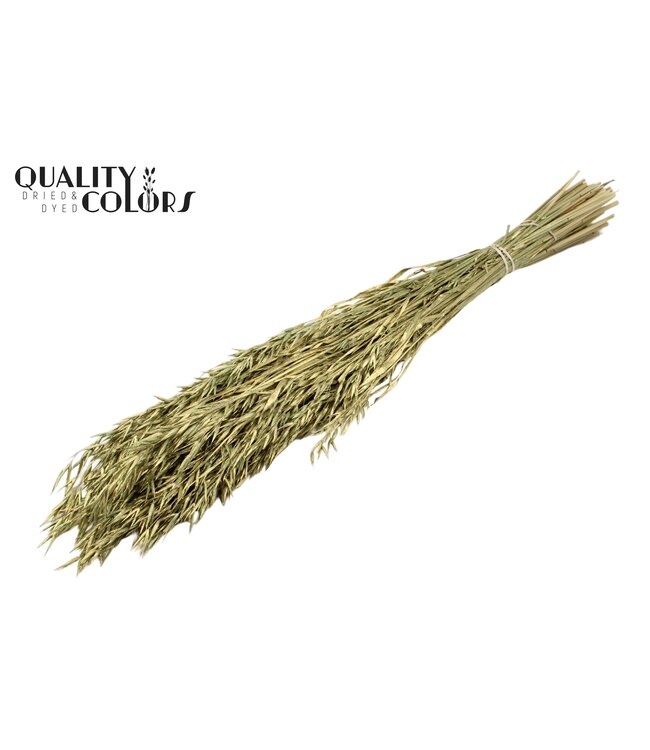 Avena per bunch Antique Green ( x 6 )