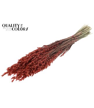 QC Avena per bunch Coral ( x 6 )