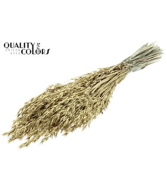 QC Avena per bunch Gold + Glitter ( x 6 )