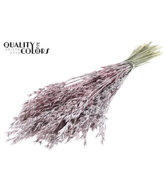 QC Avena per bunch Champagne + Glitter ( x 6 )