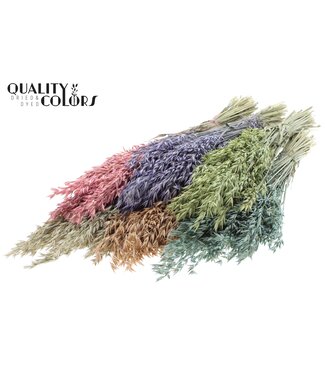 QC Avena per bunch Mixed colours Frosted ( x 25 )