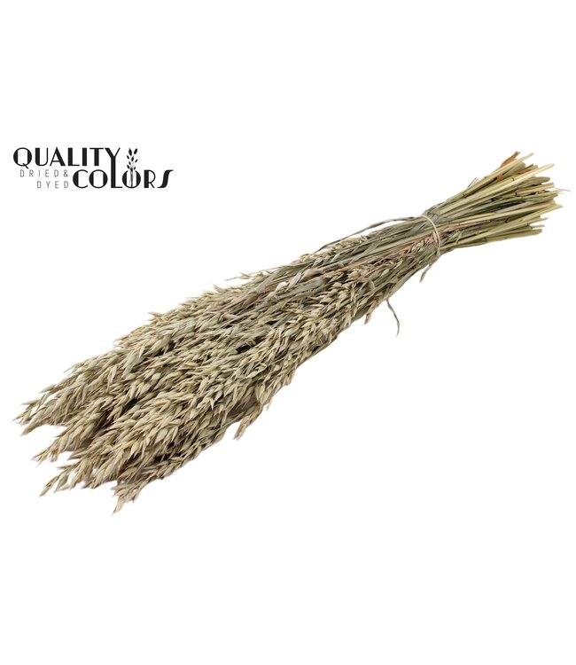 Avena per bunch Frosted White ( x 25 )
