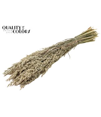 QC Avena per bunch Frosted White ( x 6 )