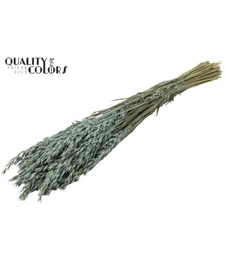 QC Avena per bunch Frosted Light Blue ( x 6 )